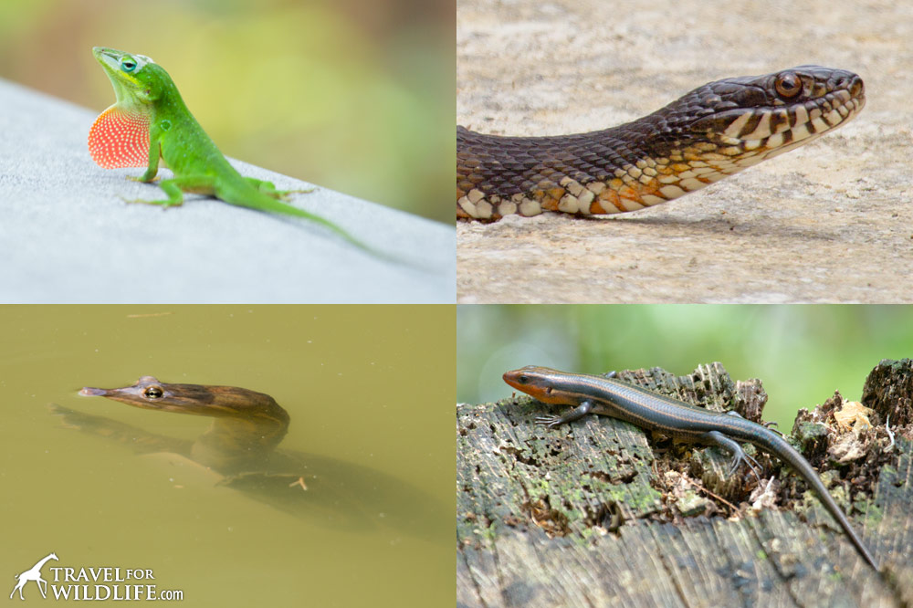 reptiles of the Lower Suwannee National Wildlife Refuge, Florida