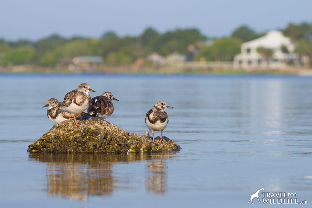 Ruddy Turnstones on Cedar Key, Florida