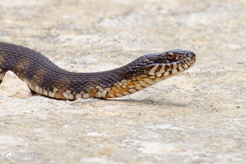 A water snake sunning himself on the road in the Lower Suwanee River NWR.