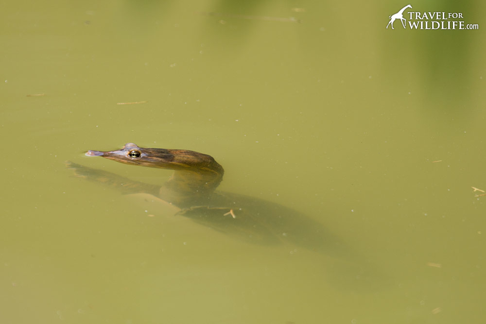 Florida Softshell Turtle swimming. Lower Suwannee National Wildlife Refuge, Florida