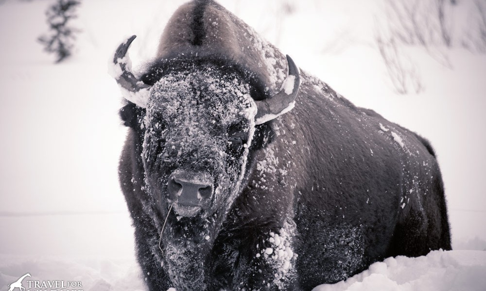 Official Mammal of the USA: the Bison