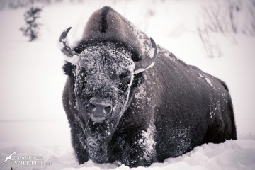 Official Mammal of the USA: the Bison