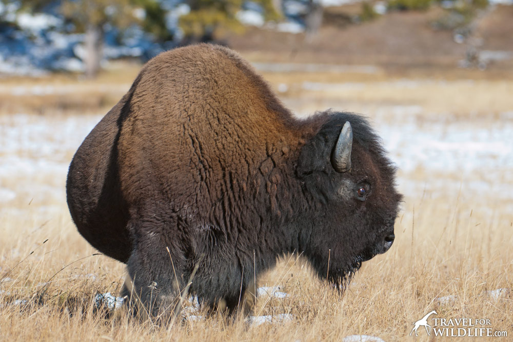 Huge bison in Yellowstone