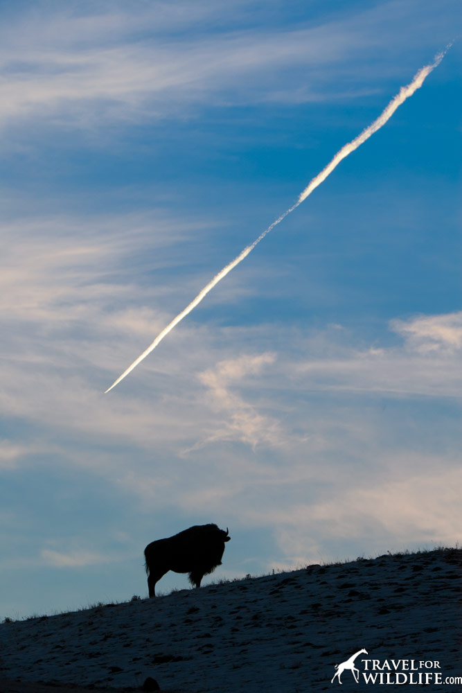 A bison watches a jet trail in Yellowstone