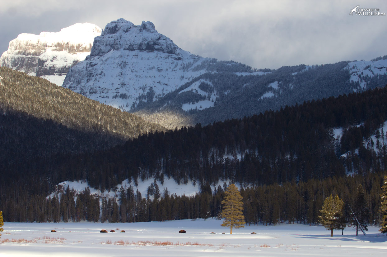 Bison on a snowy landscape in Yellowstone, Wyoming