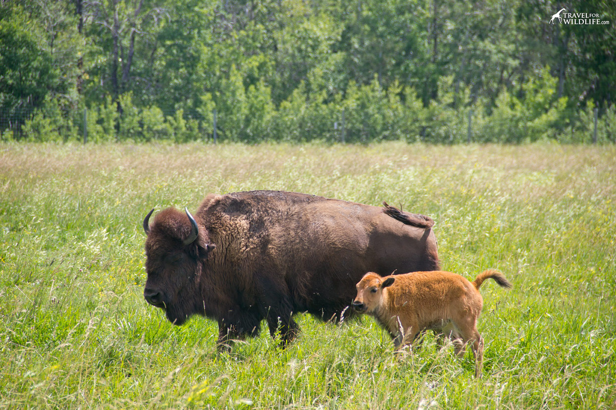 Fort Whyte Alive: Bison calf with his mother