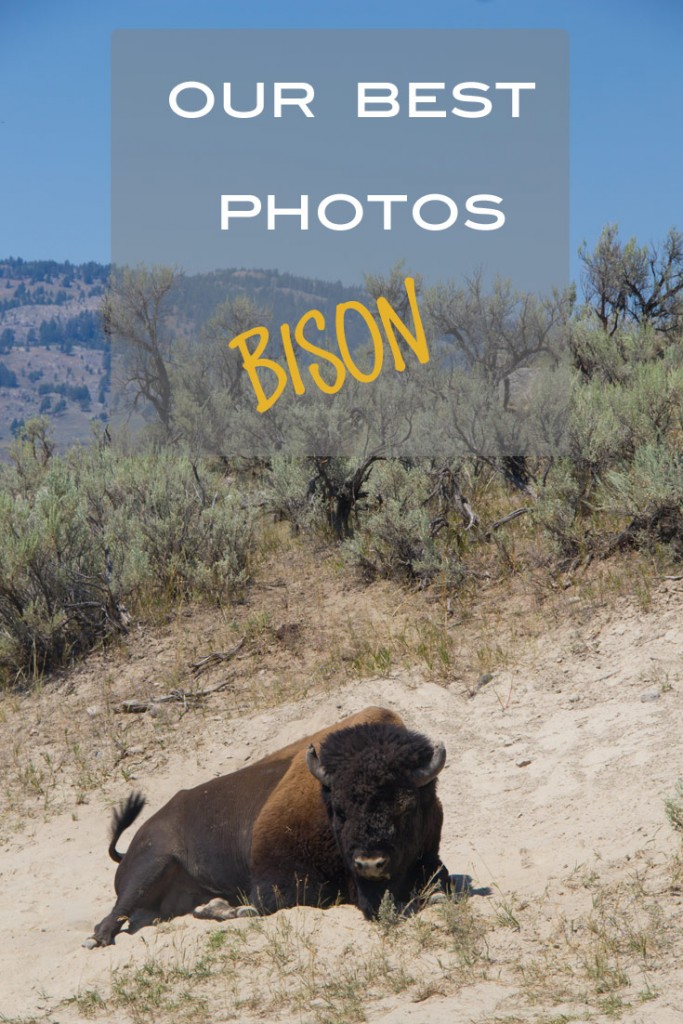 best photos of bison