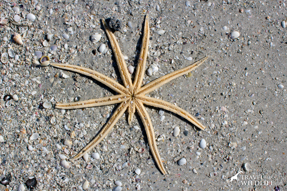 nine armed starfish regrowing a limb