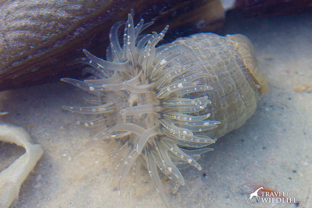 Sea Anemone on Sanibel Island, Florida