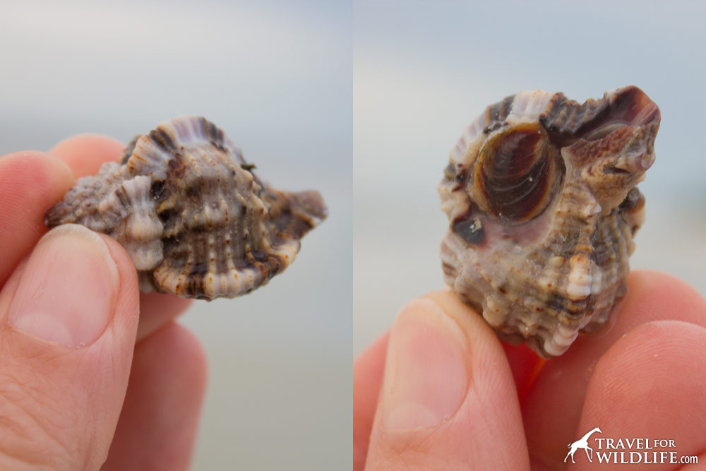 Live Apple Murex with operculum on Sanibel Island, Florida