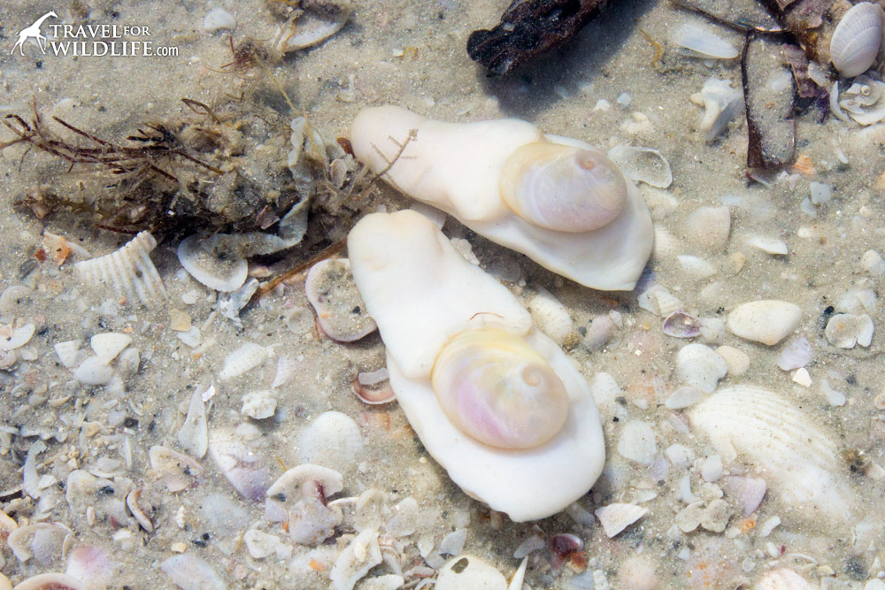 living Baby's Ear sea shells, Sanibel Island, Florida