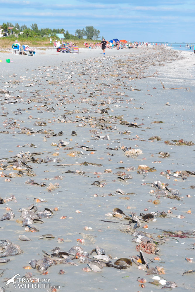 Seashells of Sanibel