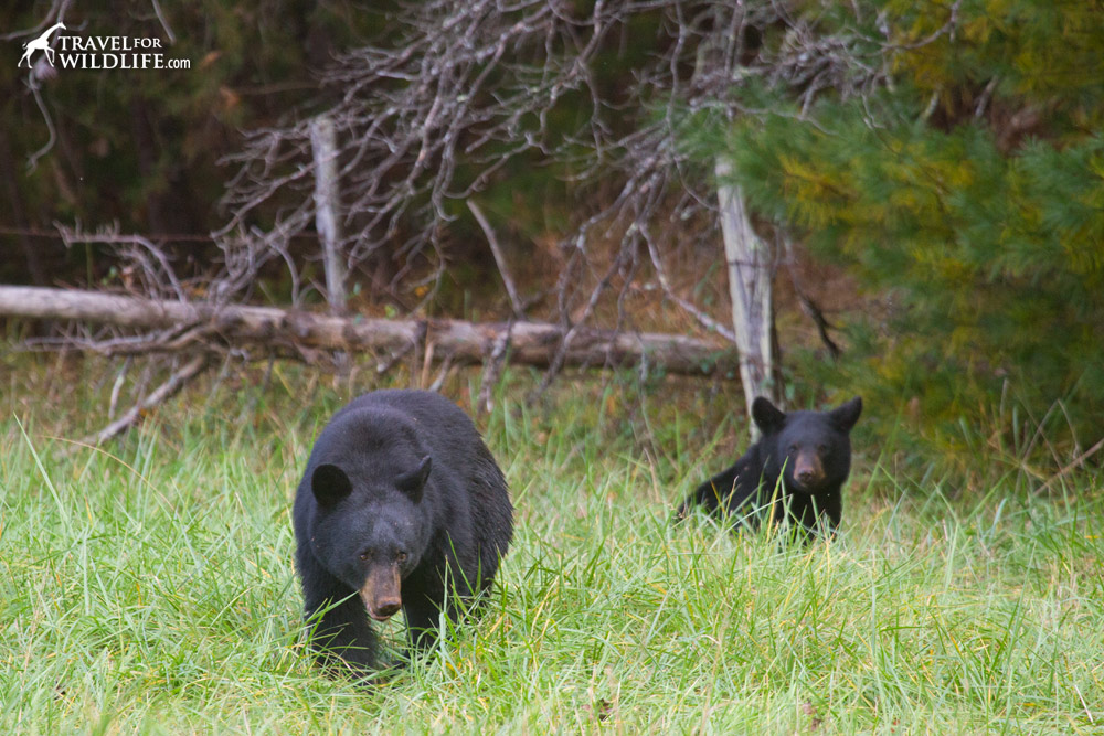 Black bear and cub