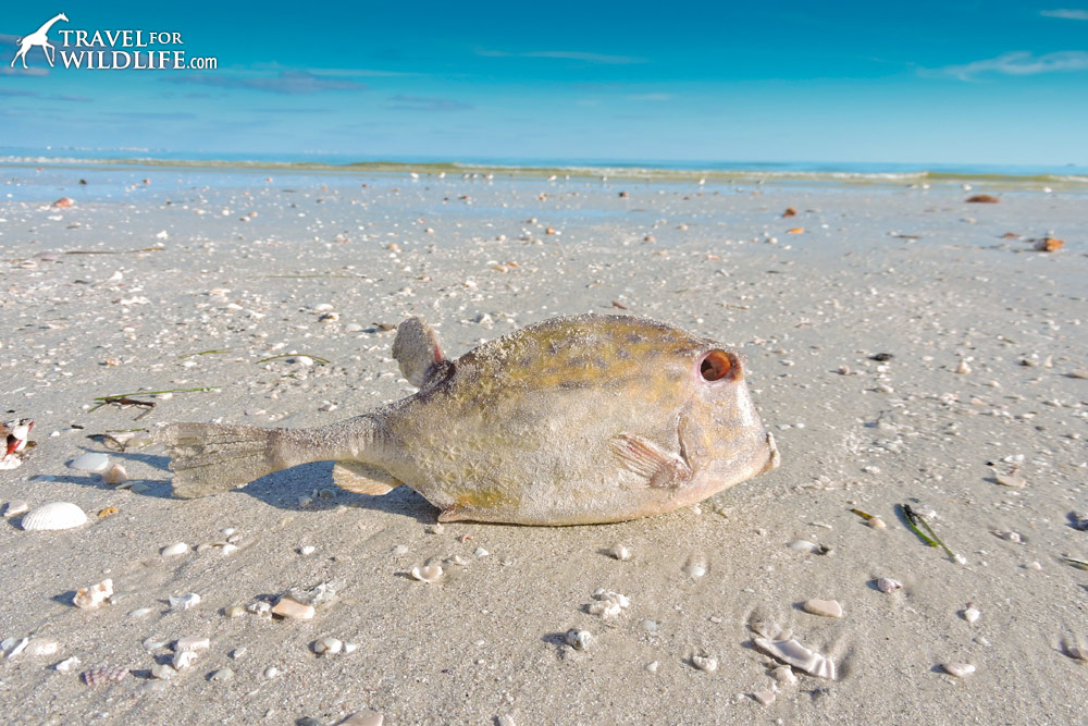 Dead box fish killed by red tide on Sanibel Island, Florida
