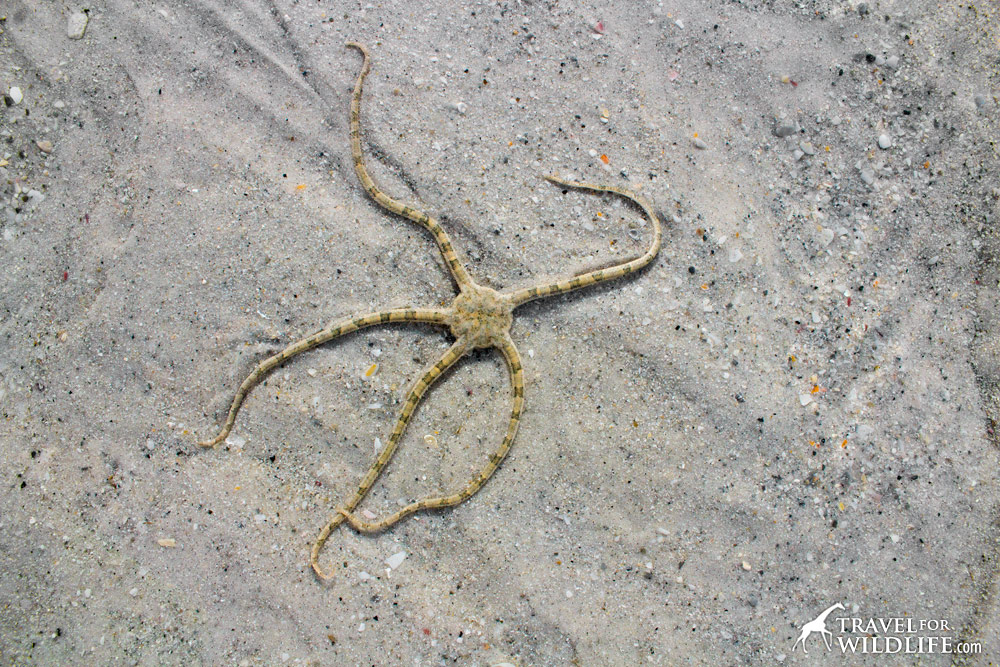 banded brittle sea star, Sanibel Island, Florida