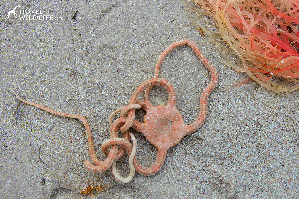 pink Brittle Sea Star starfish next to red algae, Sanibel Island, Florida