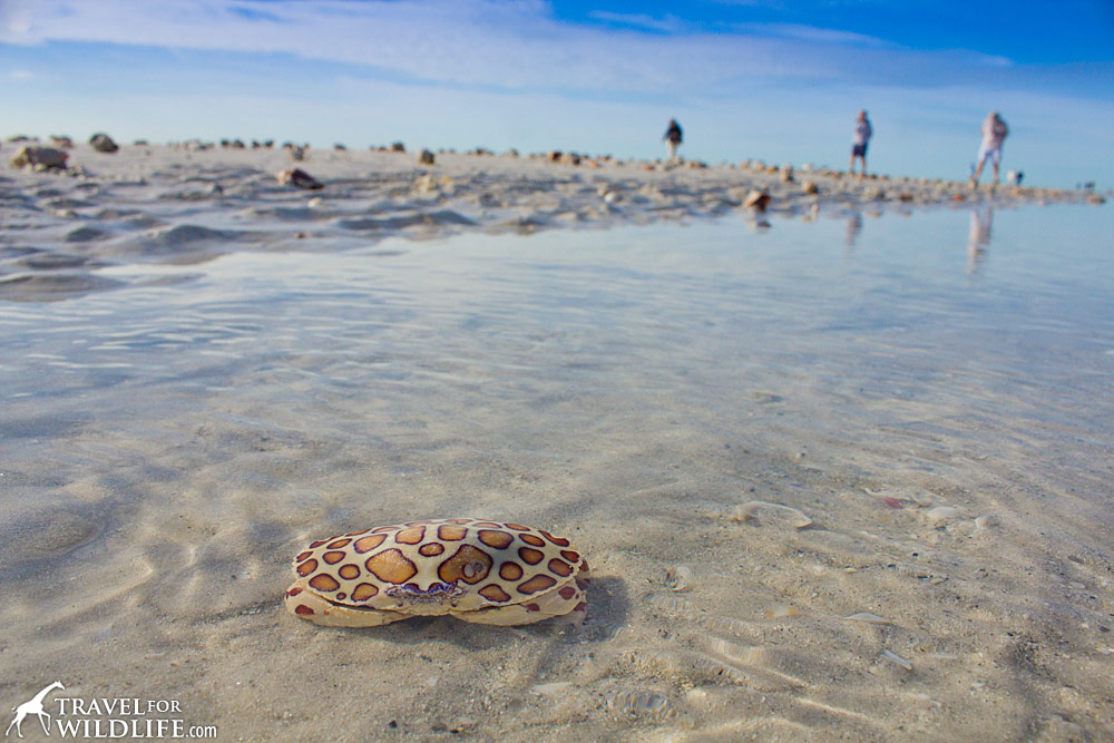 a living Calico Crab on Sanibel Island, Florida