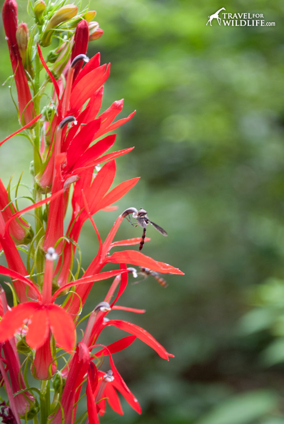 Cardinal flowers in the Smoky Mountains