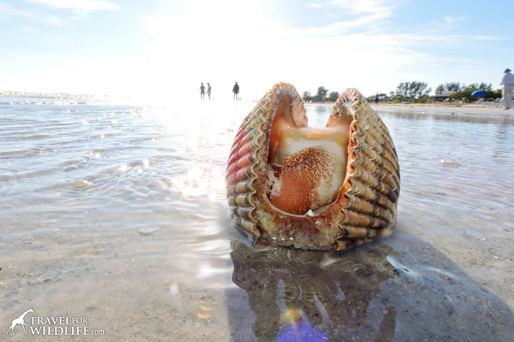 A living cockle shell on Sanibel Island, Florida