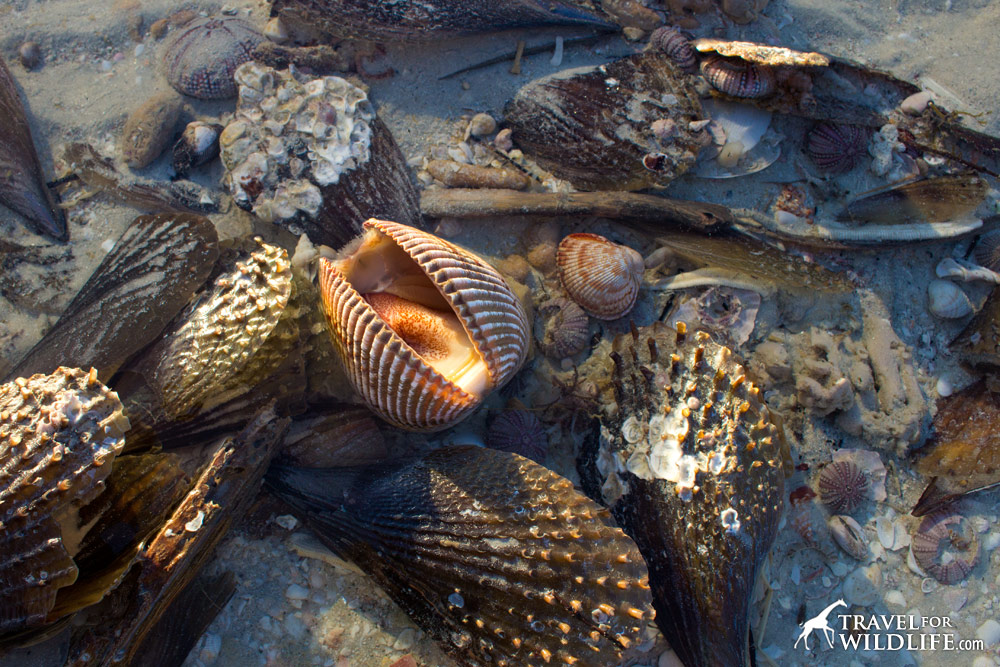 A living cockle shell opening its shell in a tide pool, Sanibel Florida