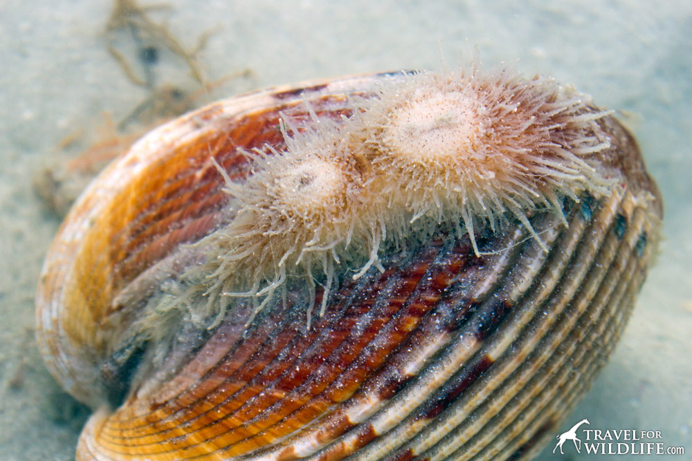 Sipon tubes of Van Hyning's Cockle, Sanibel Florida