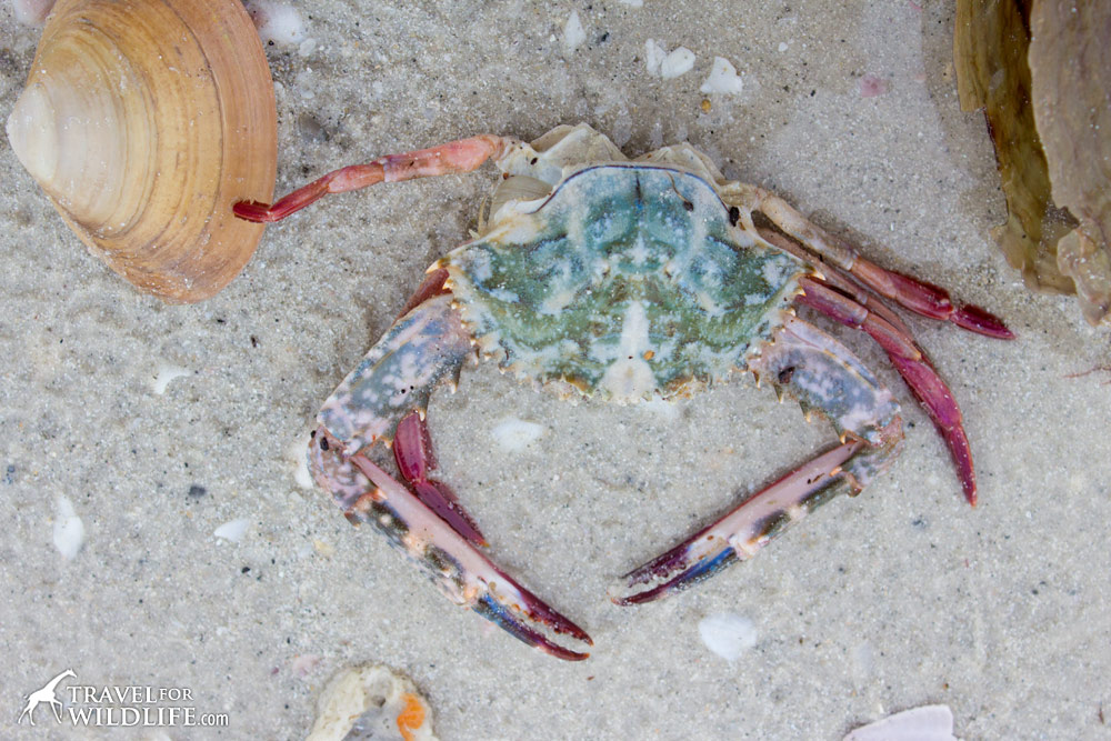 beautiful red and green crab on Sanibel Island Florida