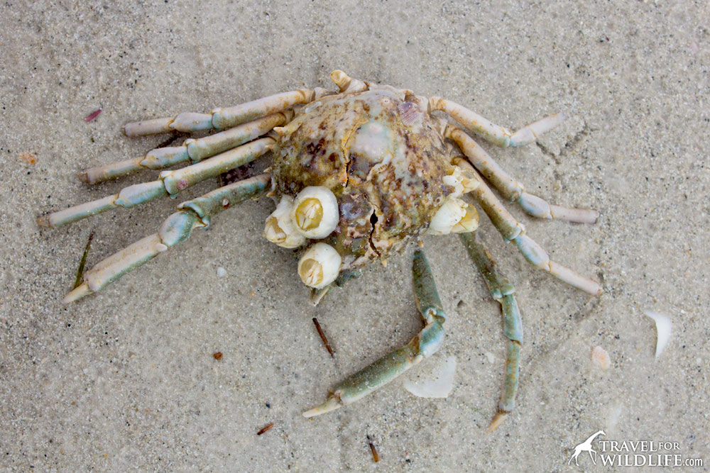 Dead Spider Crab covered with barnacles on Sanibel Island, Florida