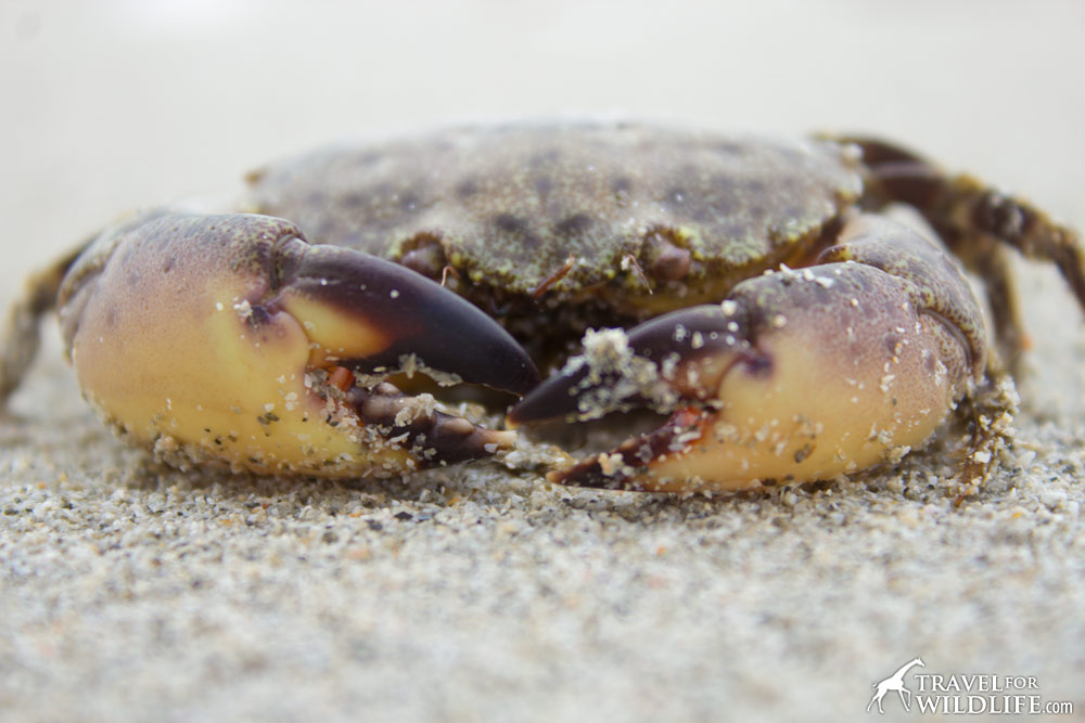 a dead Stone Crab washed on Sanibel Island, Florida