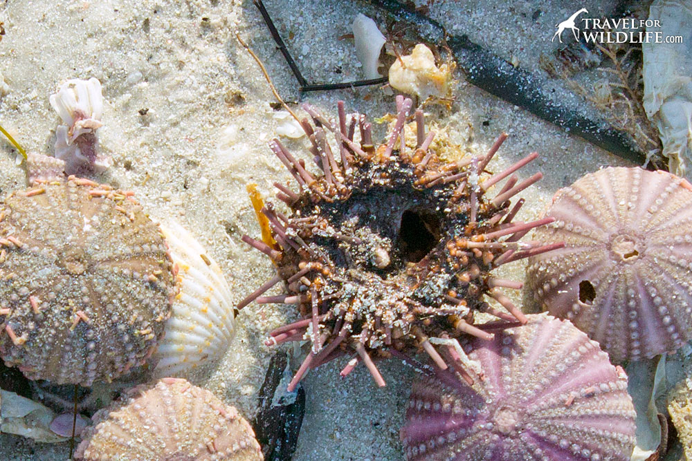 how to tell if a sea urchin is dead, it has spines but is hollow inside