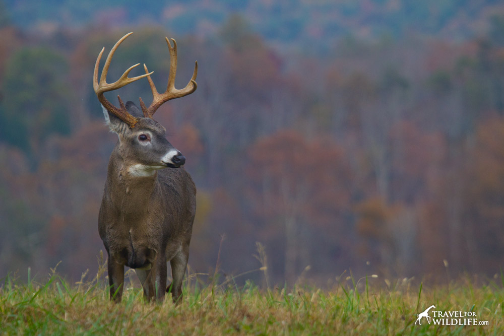 A white-tailed deer in Cades Cove