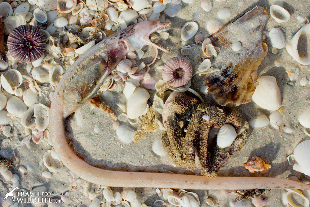 scary eels washed up from red tide on Sanibel Island Florida