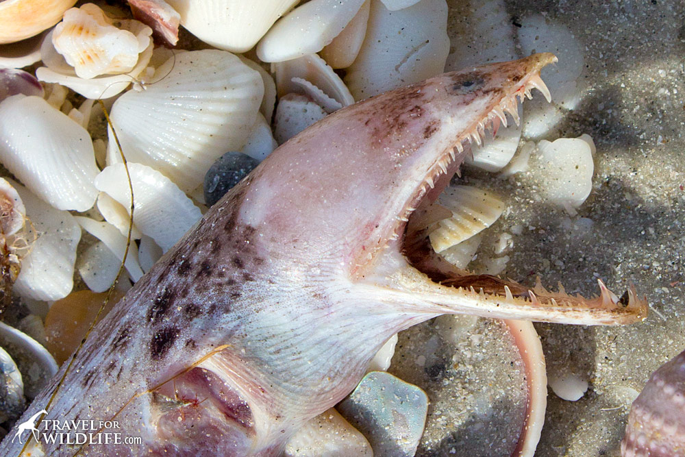 scary eel with sharp teeth washed up on Sanibel Island, Florida