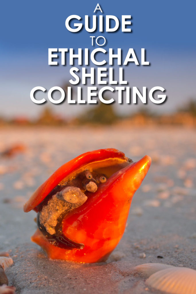 Love collecting sea shells? Check out this handy guide to ethical sea shell collecting