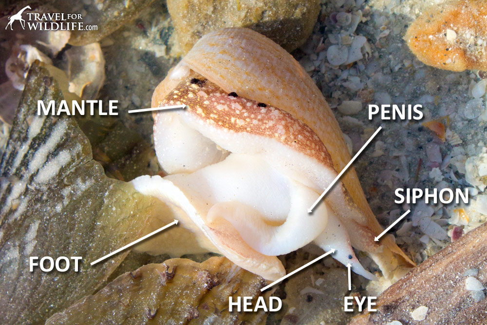 the penis of a gastropod, displaying the anatomy of a Common Fig shell, Sanibel, Florida