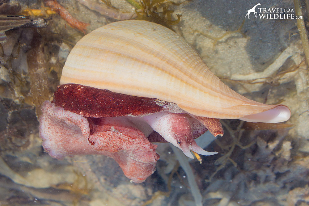 living Figs sea shell, Sanibel Florida