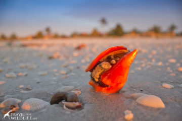 A living Florida Fighting Conch watching the sunrise on Sanibel Island Florida