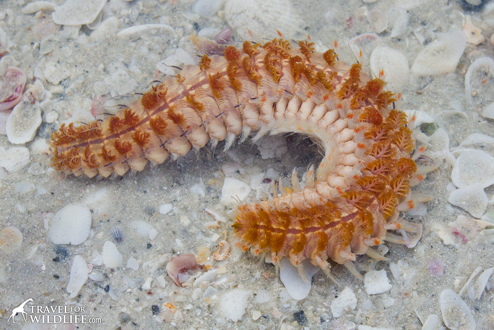 live Fireworm on Sanibel Island, Florida
