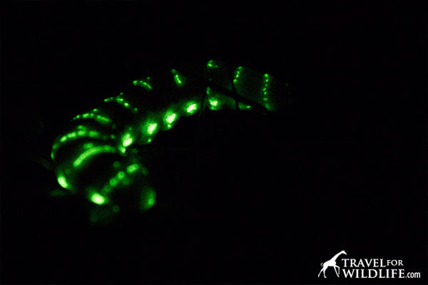 Glow worm (Railroad Worm), Great Smoky Mountains National Park