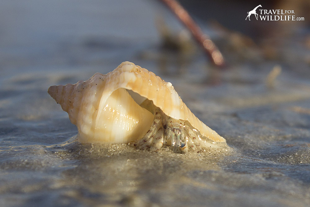 A Florida Cone Shell with a hermit crab inside, Sanibel Island, Florida