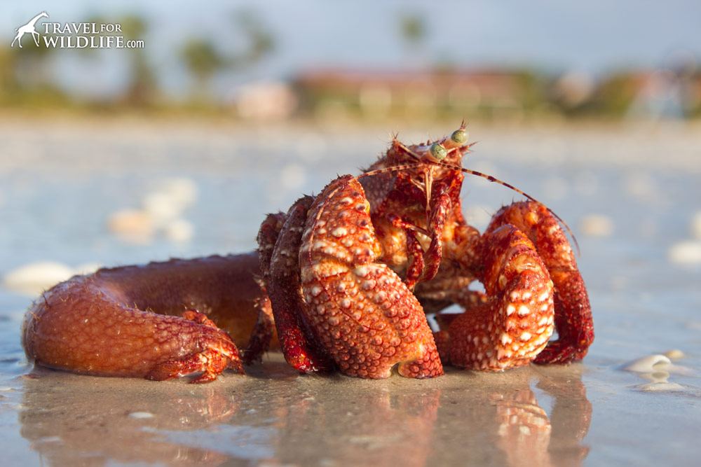giant red hermit crab that died outside of its shell . Washed up on beach in Sanibel, Florida