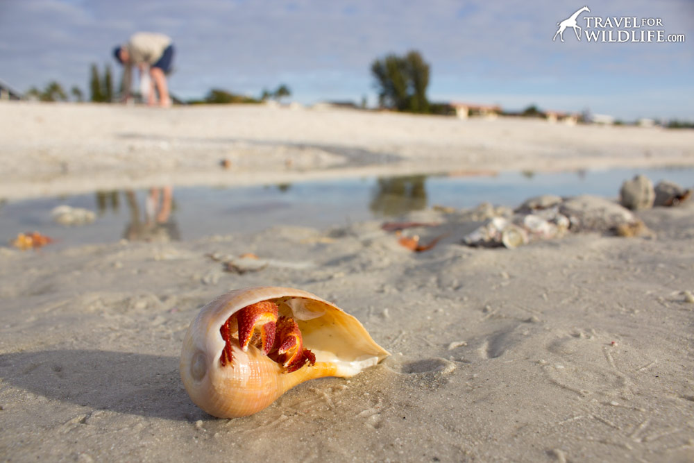 Hermit crab in a fig shell on the beach, Sanibel Island, Florida