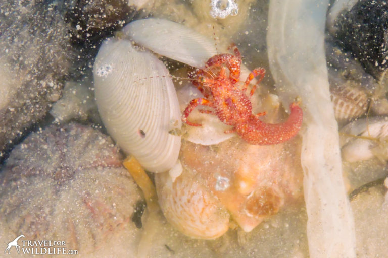 collecting sea life found in galveston beach tidal pools collecting sea life found in galveston beach tidal pools