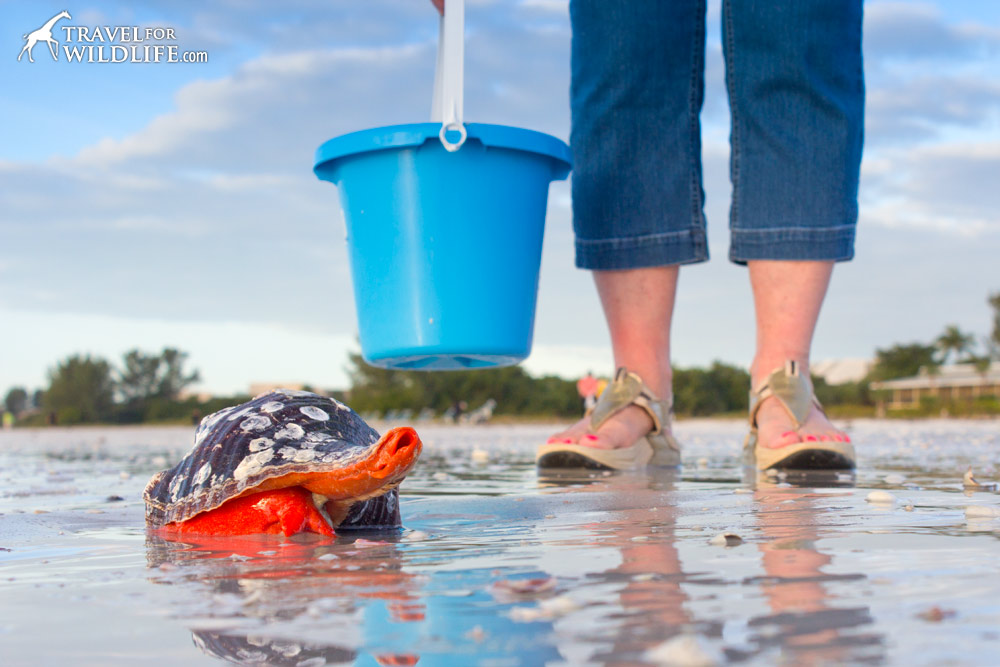 A live horse conch on the beach in Sanibel Island, Florida