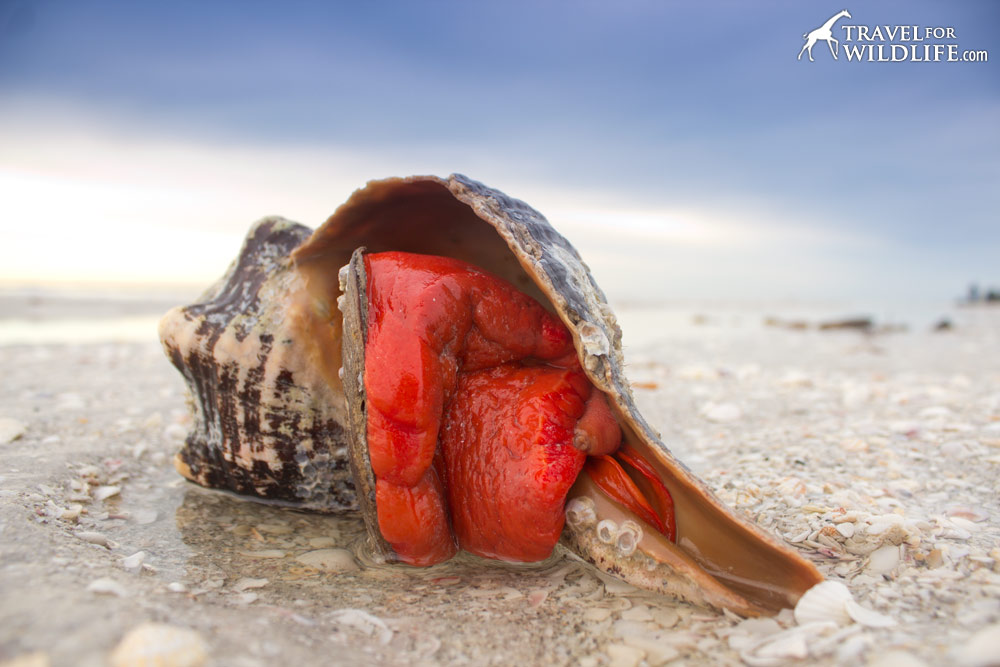 A live horse conch on the beach on Sanibel Island, Florida
