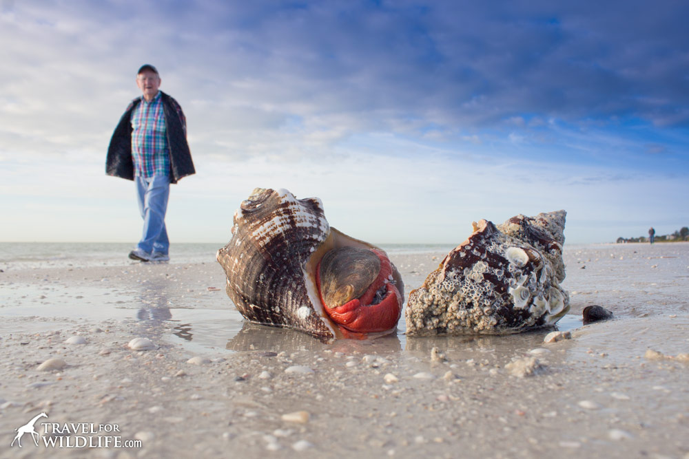 live Horse Conchs on Sanibel Island, Florida