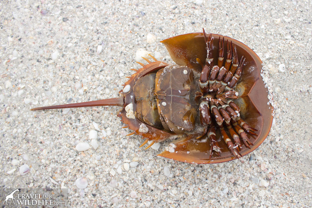 bottom side of a horseshoe crab, Sanibel Island, Florida