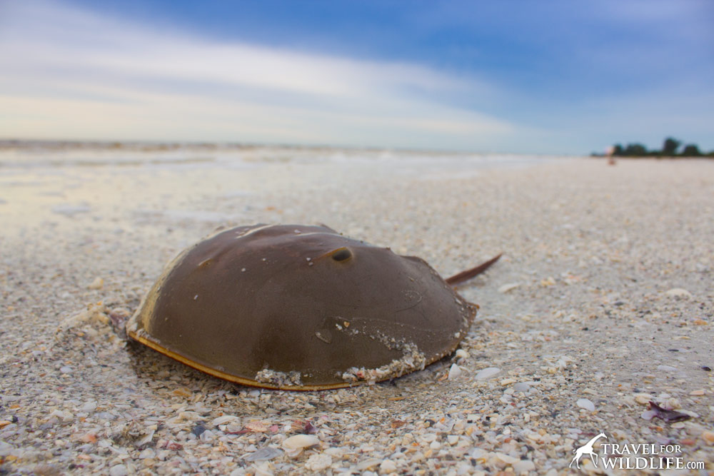 Horseshoe crab on the beach in Sanibel Island, Florida