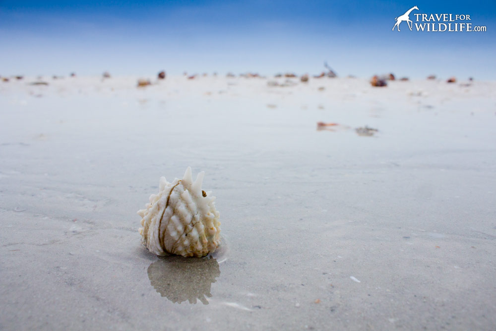 Living Spiny Jewel Box shell washed up on the beach in Sanibel Island, Florida