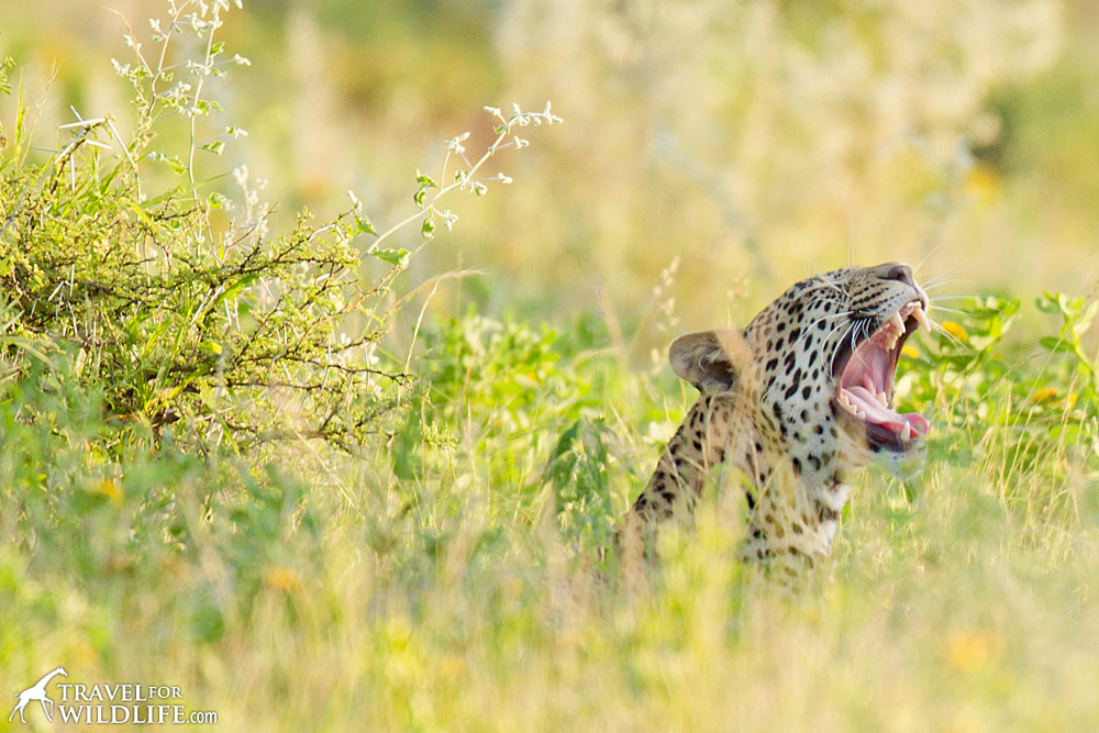 Leopard yawning in Etosha National Park, Namibia