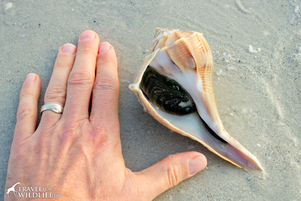 living Lightning Whelk sea shell, Sanibel Island, Florida